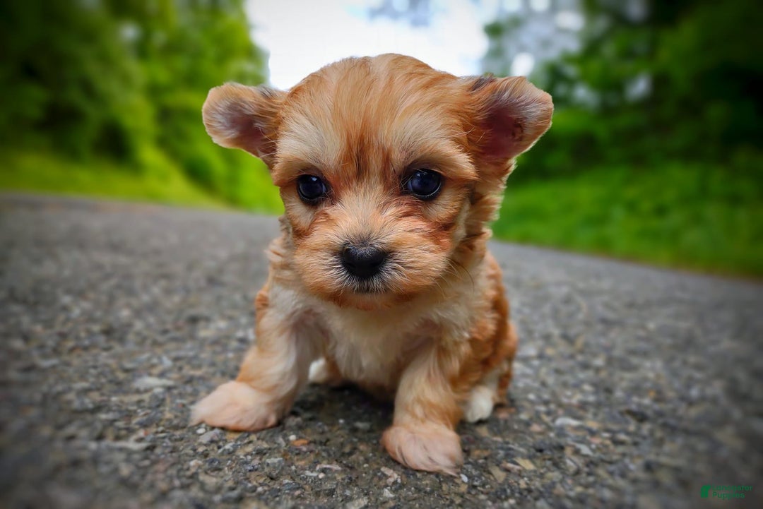 Morkie dogs for sale: Rare Gold Merle Bumblebee - Image 10