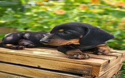 Miniature Dachshund dogs for sale: Maverick - Image 3
