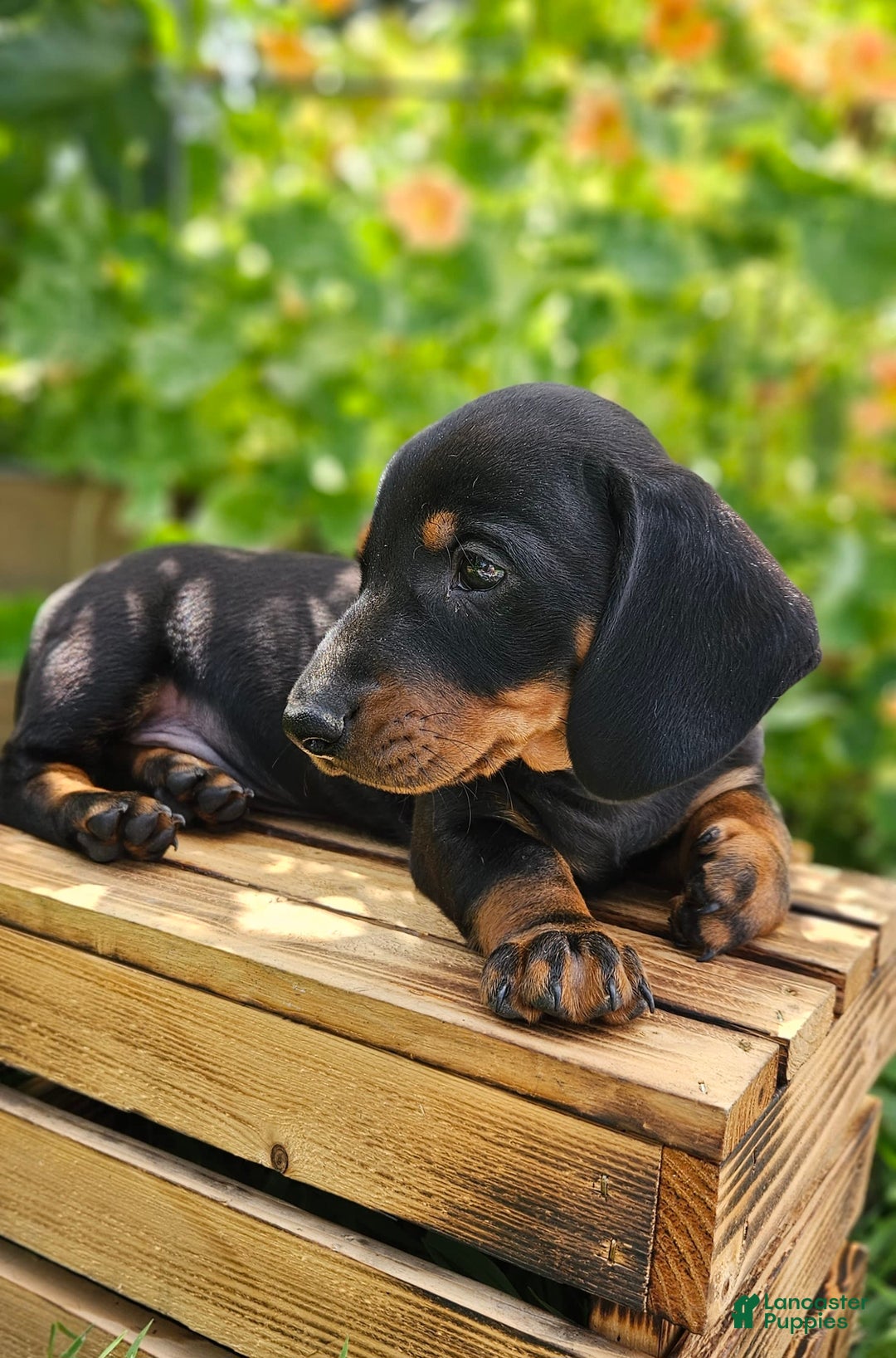 Miniature Dachshund dogs for sale: Maverick - Image 3