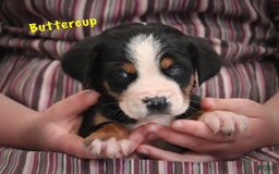 Greater Swiss Mountain Dog dogs for sale: Buttercup - Image 1