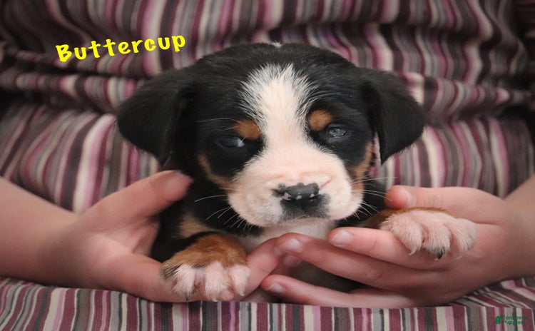 Greater Swiss Mountain Dog dogs for sale - Ad 1