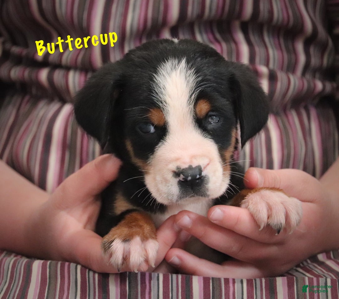 Greater Swiss Mountain Dog dogs for sale: Buttercup - Image 1