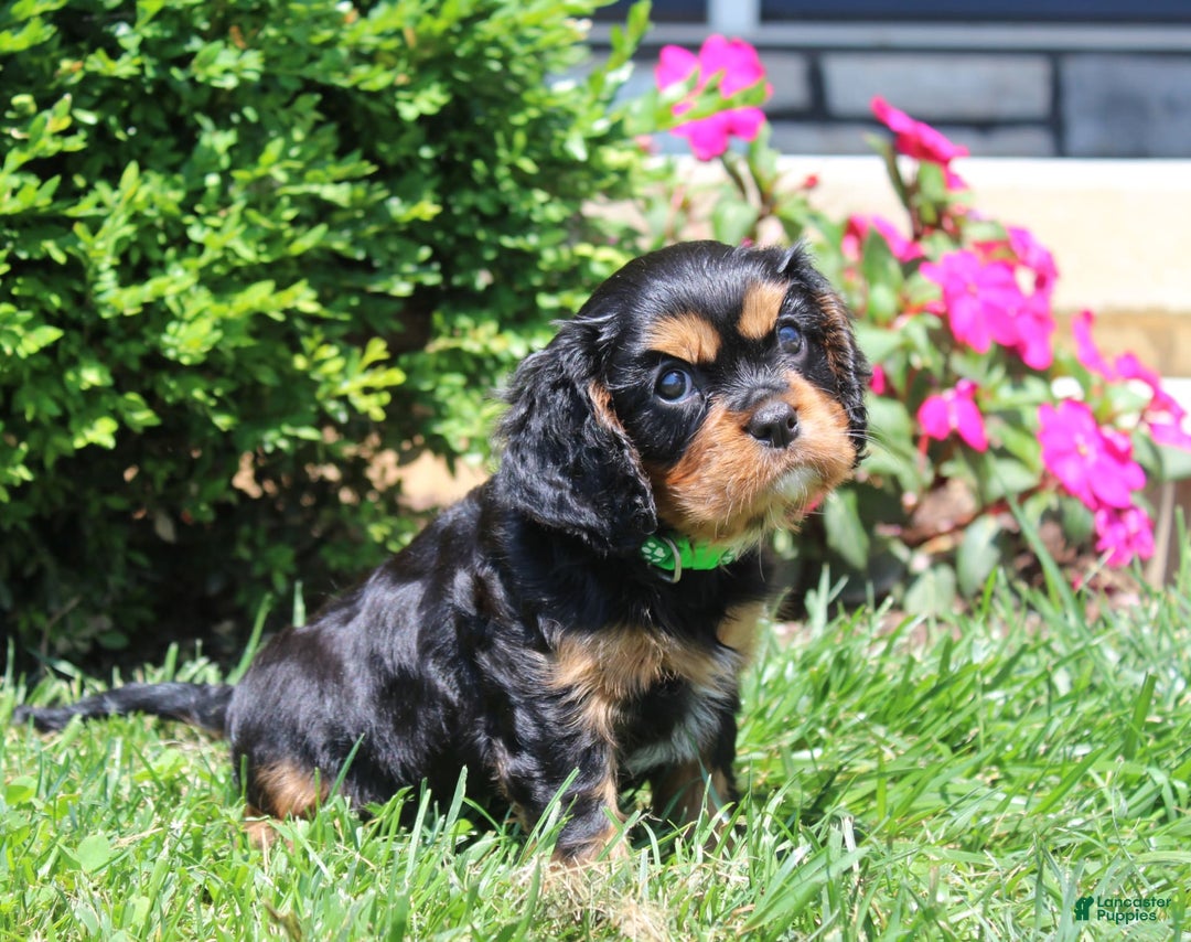 Cavalier King Charles Spaniel dogs for sale: Hope - Image 10