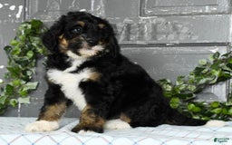 Bernedoodle dogs for sale: Delores - Image 2