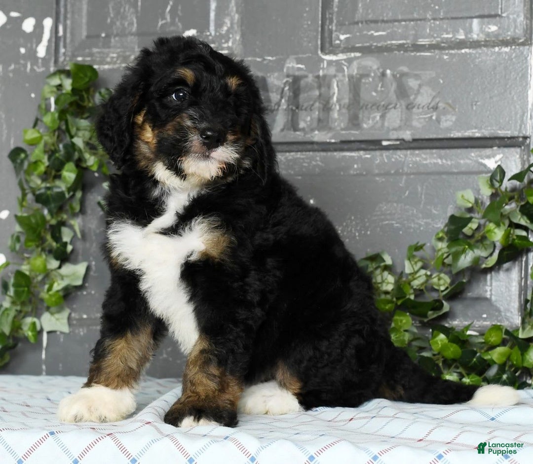 Bernedoodle dogs for sale: Delores - Image 2