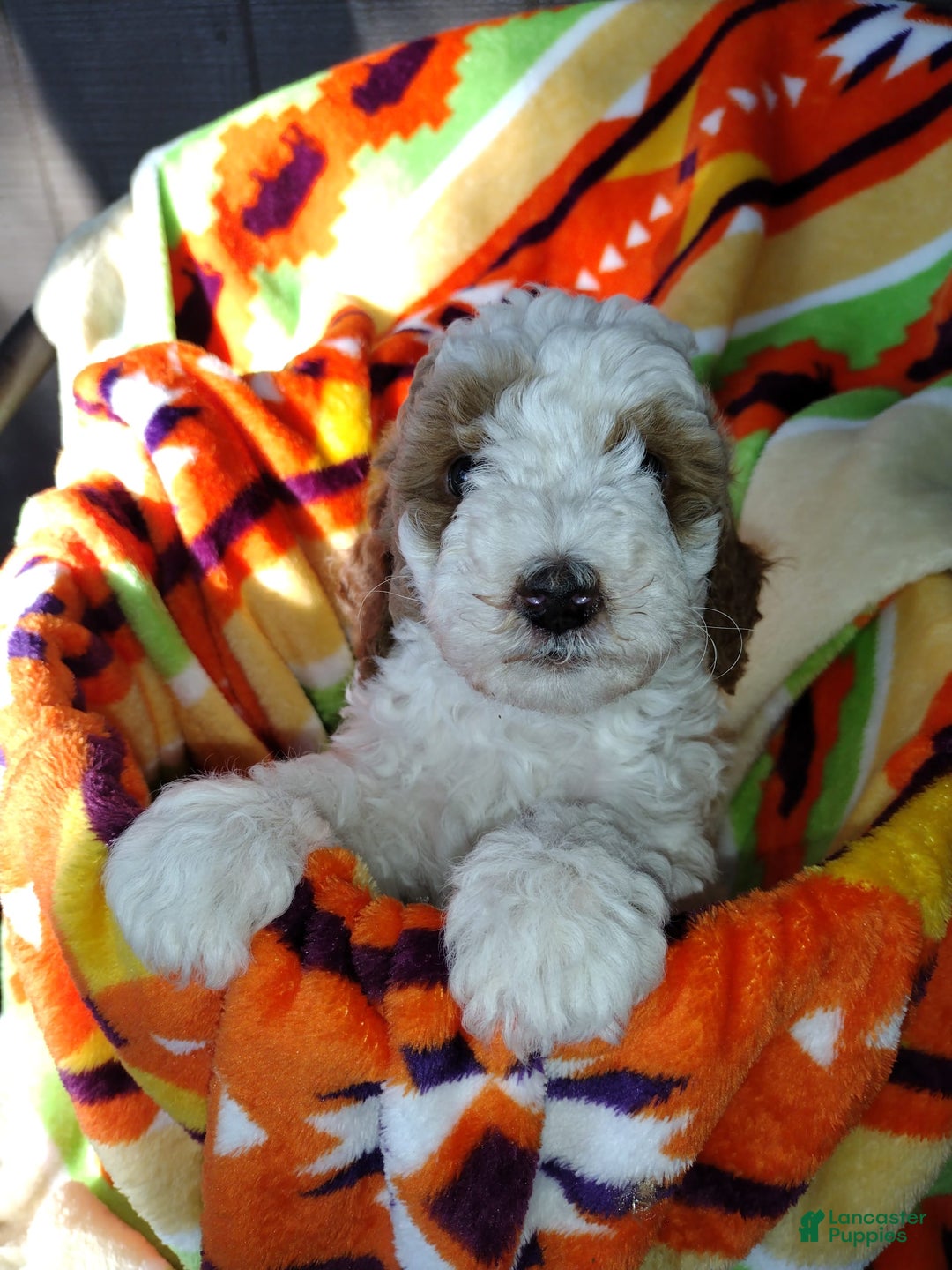 Mini Goldendoodle dogs for sale: Tippy - Image 2