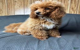 Toy Poodle dogs for sale: Lada - Image 3