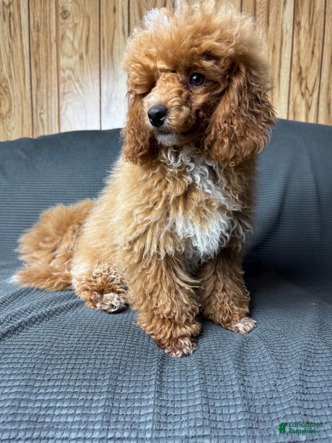 Toy Poodle dogs for sale: Lada - Image 3