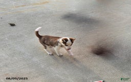 Siberian Husky dogs for sale: Riley - Image 3