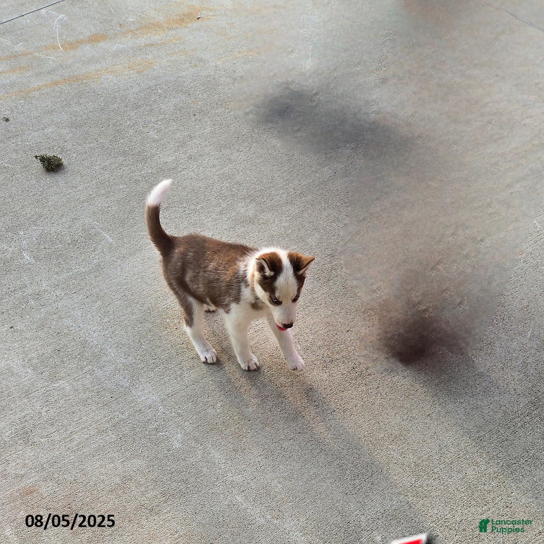 Siberian Husky dogs for sale: Riley - Image 3
