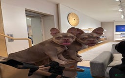 French Bulldog dogs for sale: Susu - Image 9