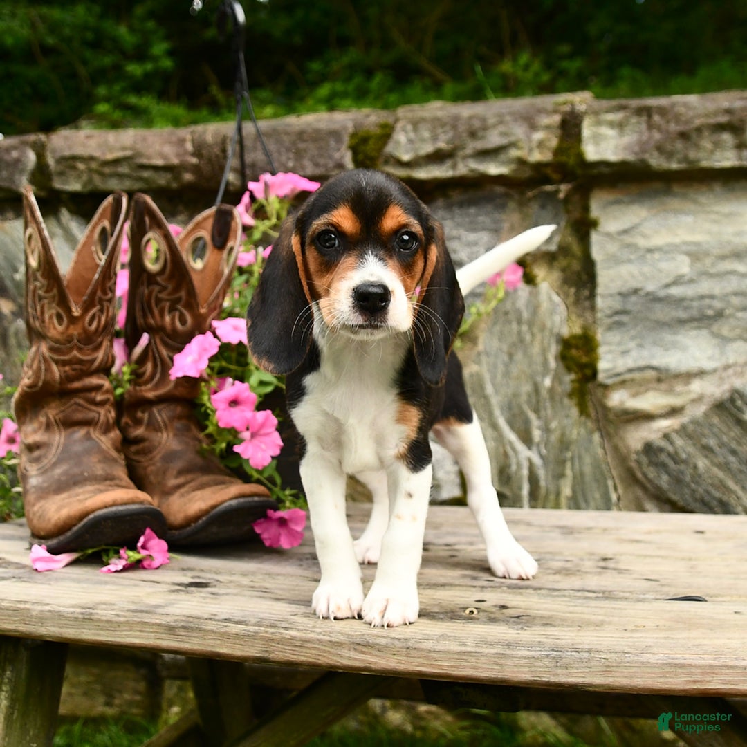 Beagle dogs for sale: Daisy - Image 3
