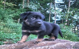 German Shepherd dogs for sale: Kat - Image 9
