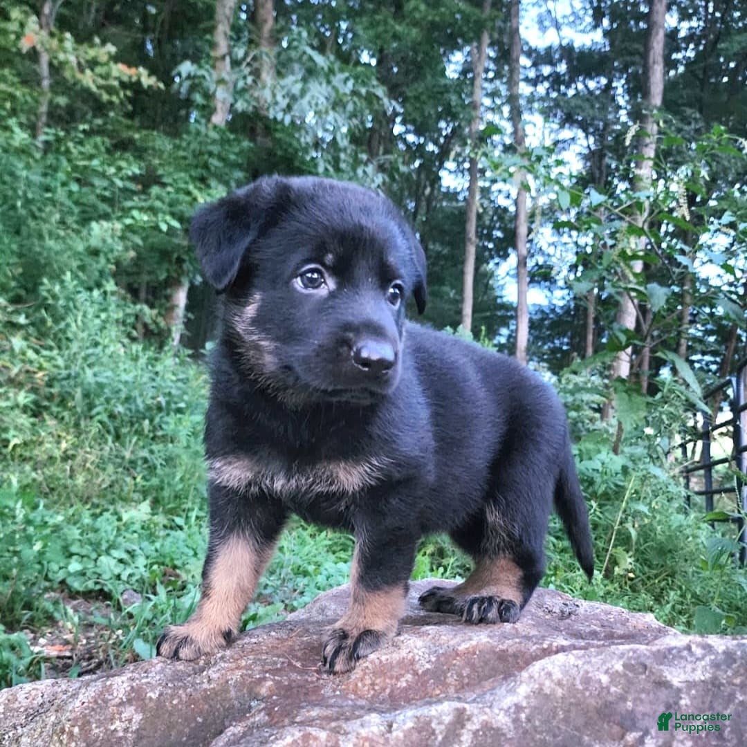 German Shepherd dogs for sale: Kat - Image 9