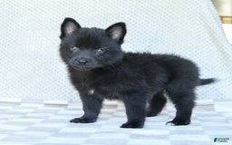Pomsky dogs for sale: Bubbles - Image 5