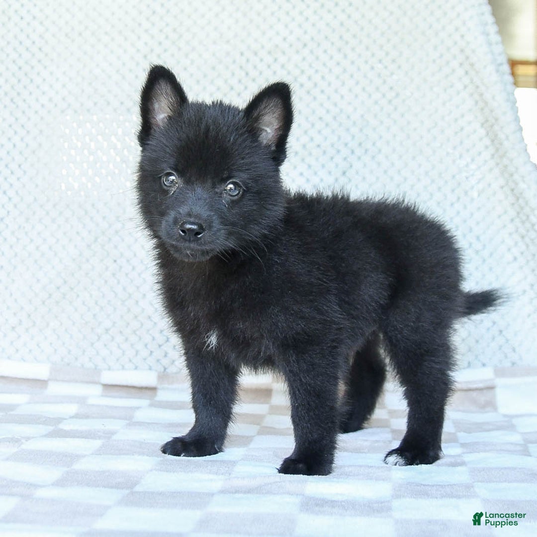 Pomsky dogs for sale: Bubbles - Image 5