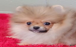 Pomeranian dogs for sale: Tiny poppy - Image 1