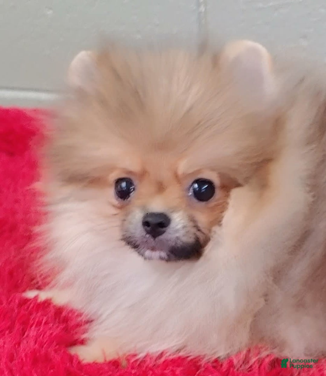Pomeranian dogs for sale: Tiny poppy - Image 1