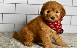 Mini Goldendoodle dogs for sale: Sophia - Image 2
