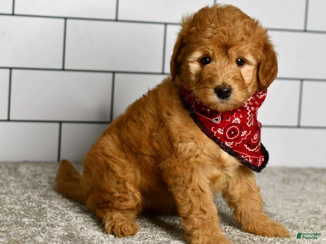 Mini Goldendoodle dogs for sale: Sophia - Image 2