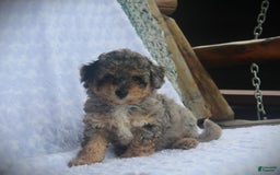 Miniature Poodle dogs for sale: Duff - Image 4
