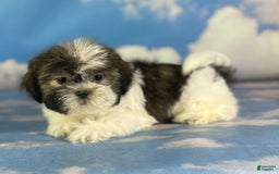 Shih Tzu dogs for sale: Cupcake - Image 2