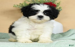 Teddy Bear dogs for sale: Summer - Image 6