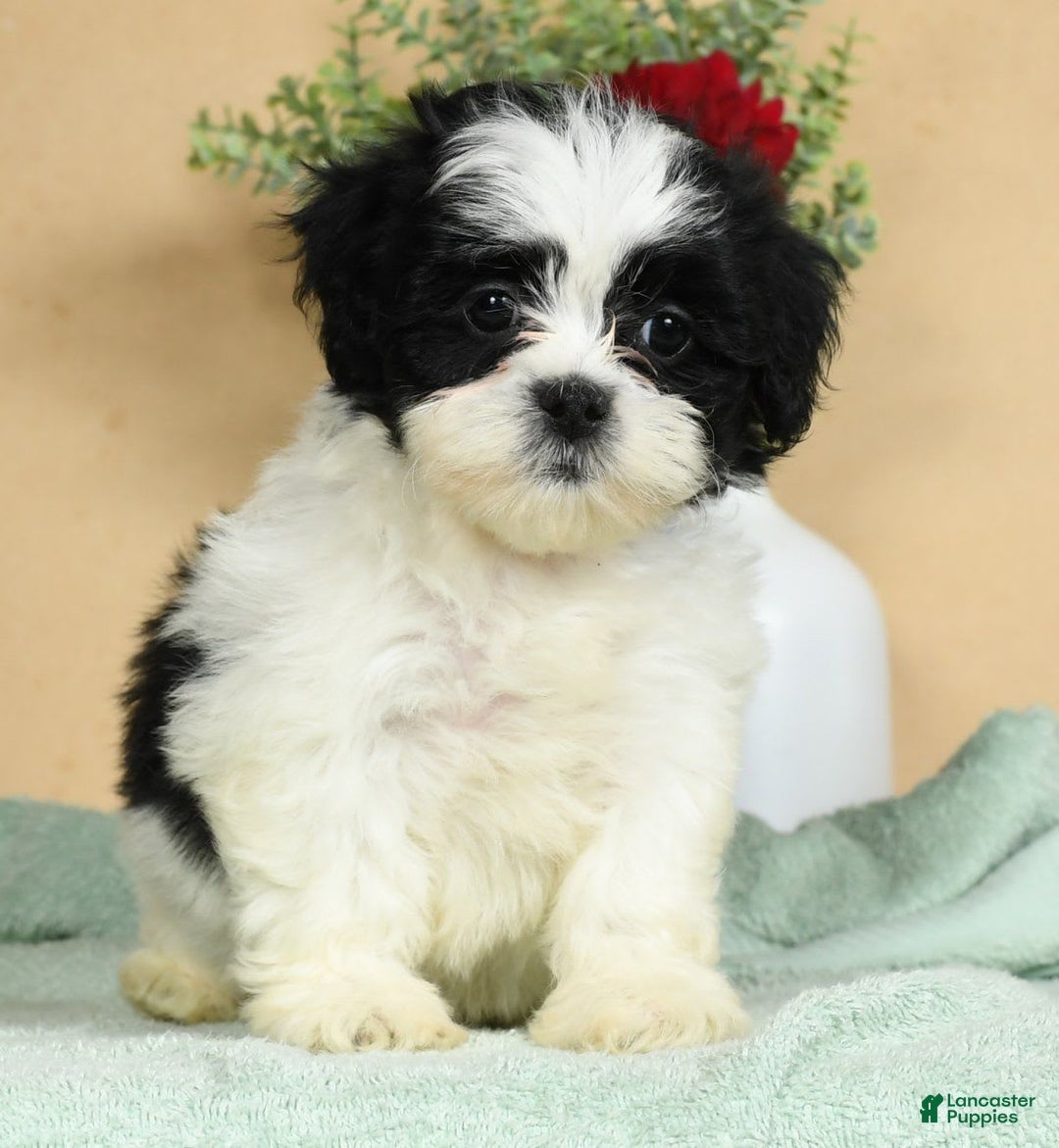 Teddy Bear dogs for sale: Summer - Image 6