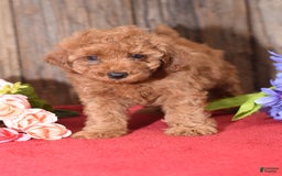 Miniature Poodle dogs for sale: Tessa - Image 3