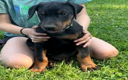 Doberman Pinscher dogs for sale: Mr. Green - Image 1