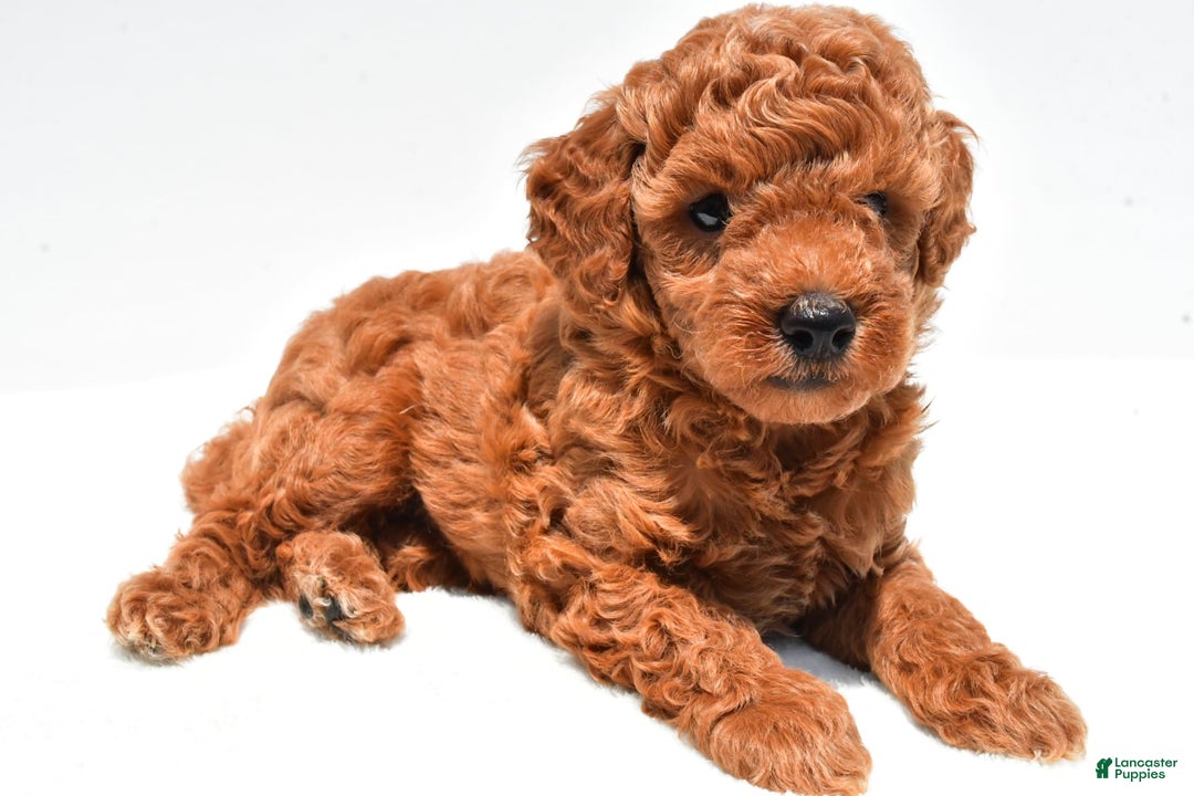 Miniature Poodle dogs for sale: Archie - Image 10