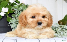 Cavapoo dogs for sale: Brandon - Image 6