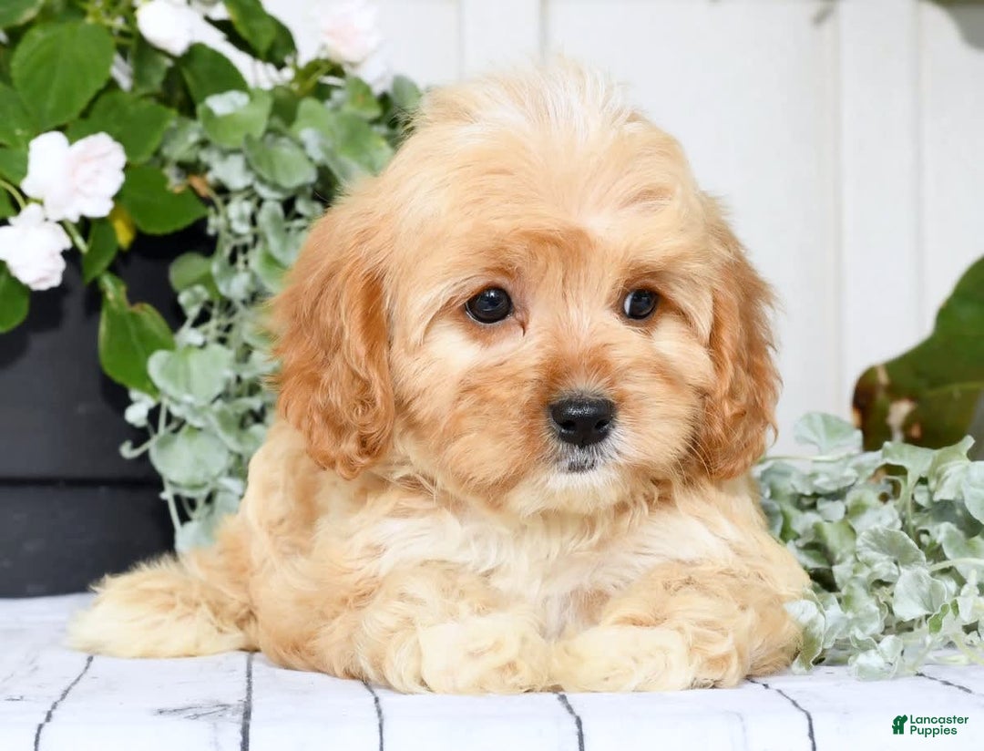 Cavapoo dogs for sale: Brandon - Image 6