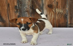 Jack Russell Terrier dogs for sale: Sparky - Image 1