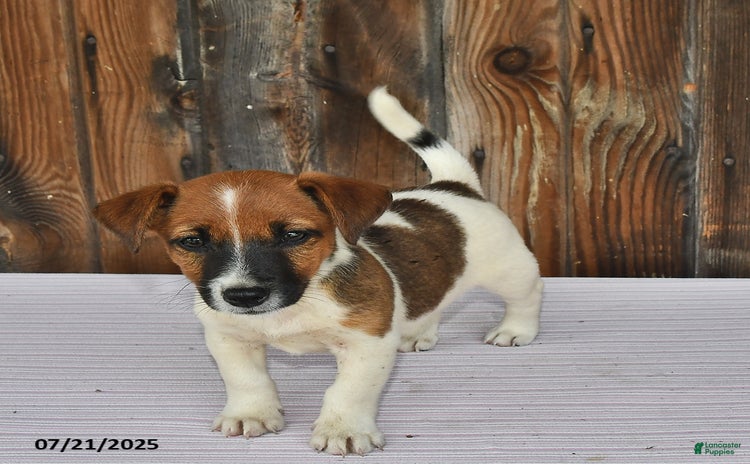Jack Russell Terrier dogs for sale - Ad 4