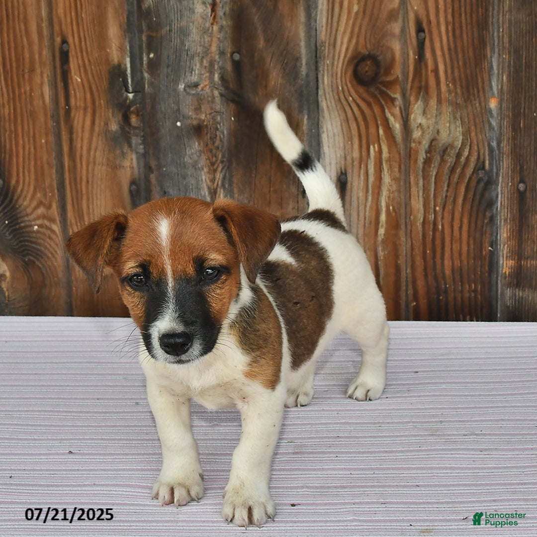 Jack Russell Terrier dogs for sale: Sparky - Image 1