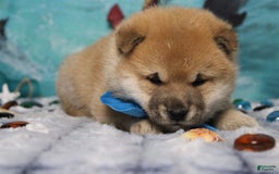 Shiba Inu dogs for sale: Larry - Image 7