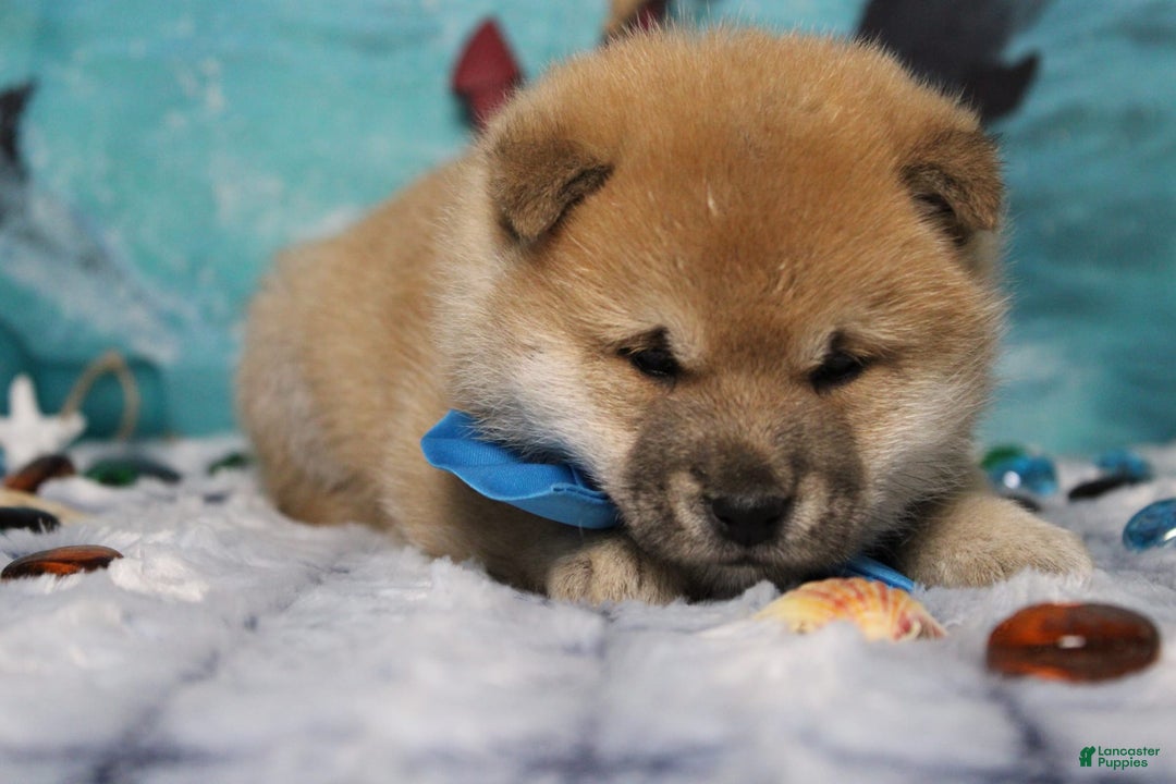 Shiba Inu dogs for sale: Larry - Image 7