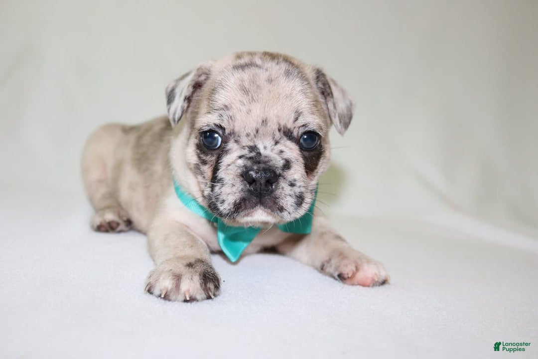 French Bulldog dogs for sale: Loki Akc - Image 3