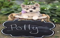 Pomsky dogs for sale: Polly - Image 2