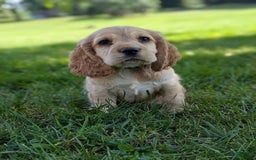 Cocker Spaniel dogs for sale: Reed - Image 8