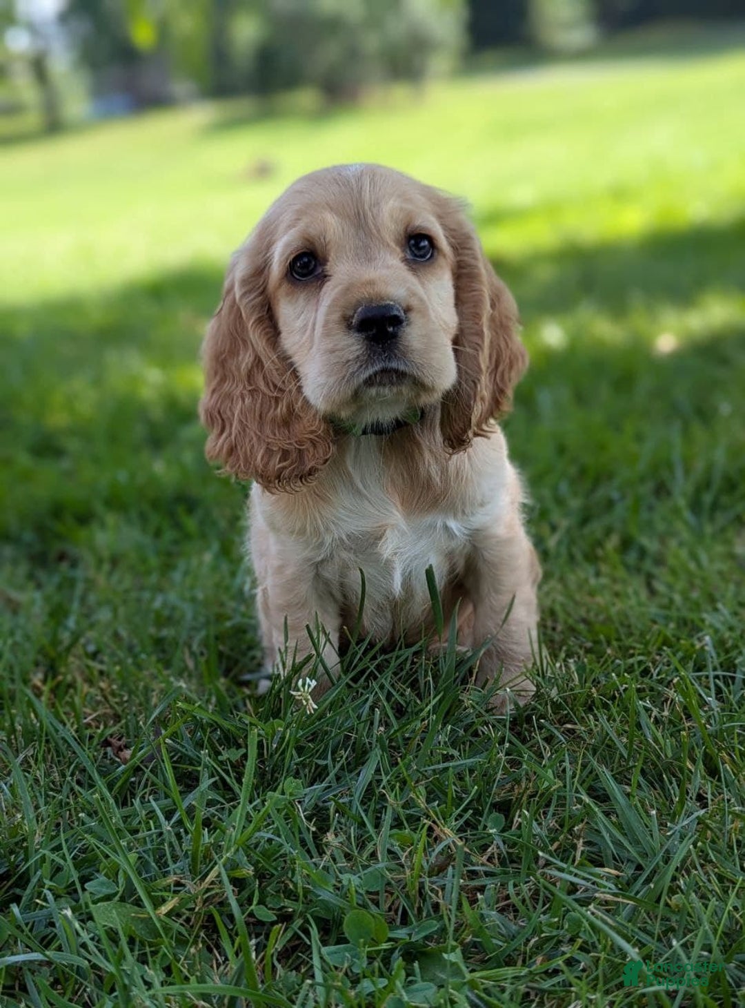 Cocker Spaniel dogs for sale: Reed - Image 8