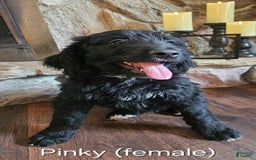 Bernedoodle dogs for sale: Pinky - Image 1