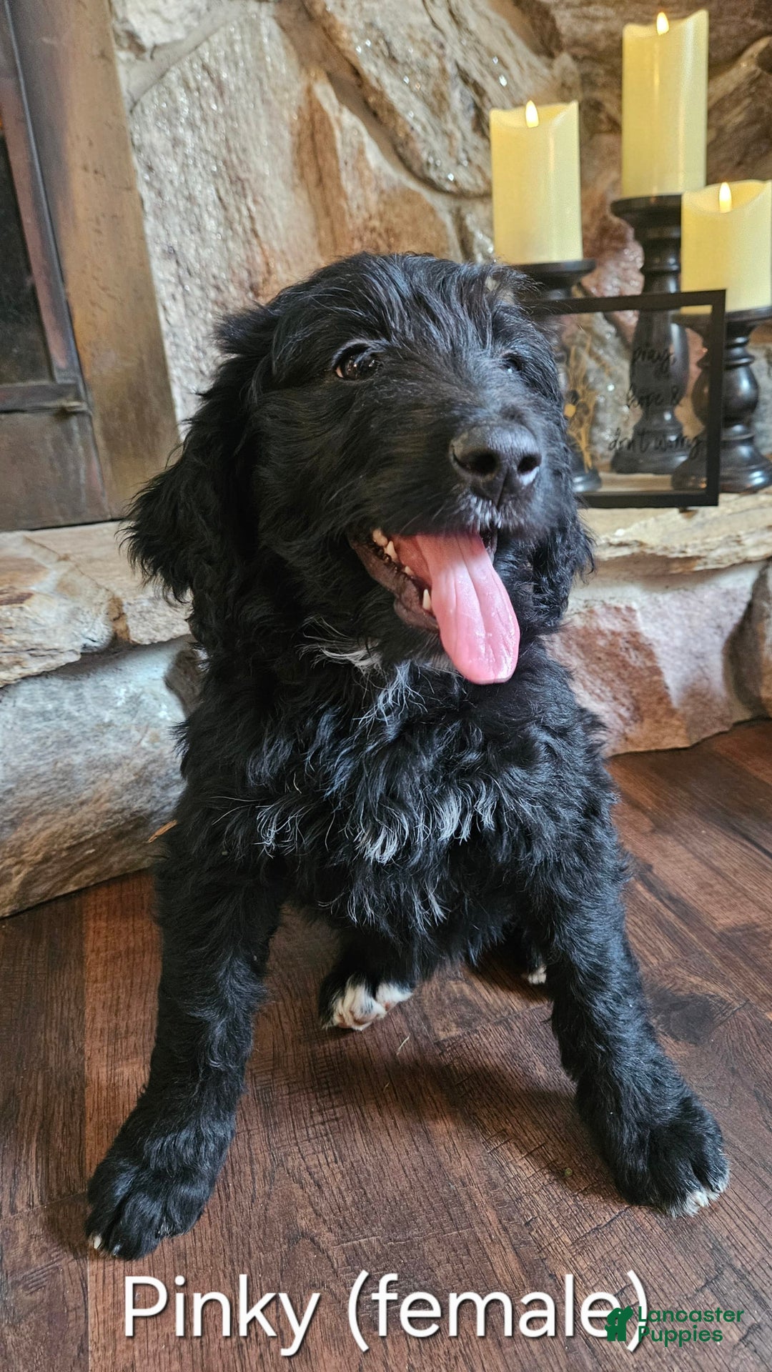 Bernedoodle dogs for sale: Pinky - Image 1