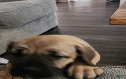Cane Corso dogs for sale: Fawn Female - Image 2