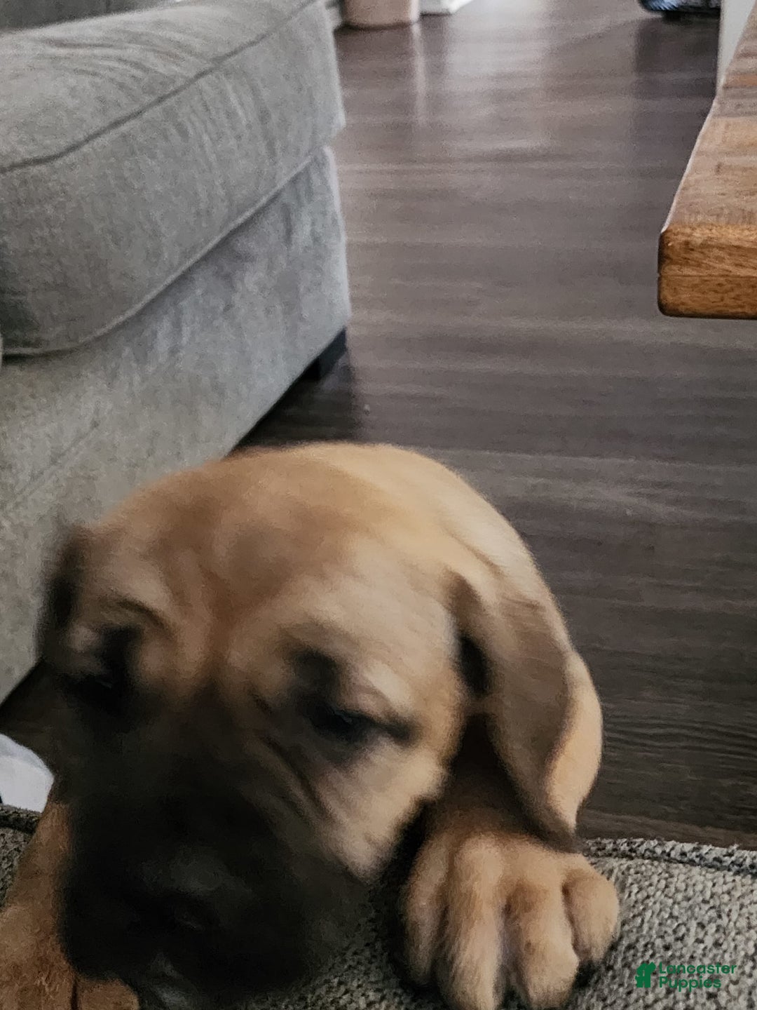 Cane Corso dogs for sale: Fawn Female - Image 2