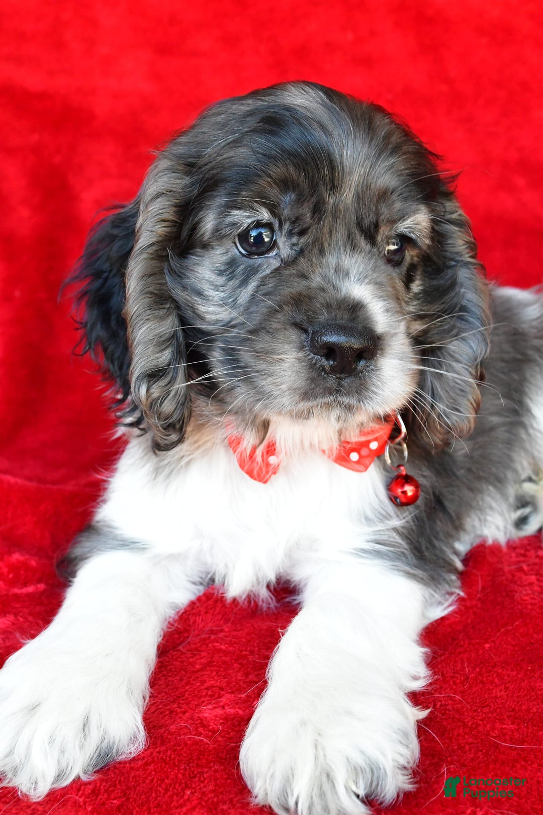 Cocker Spaniel dogs for sale: Pebbles - Image 5