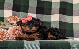 Shorkie dogs for sale: Camdyn Toy Size - Image 9