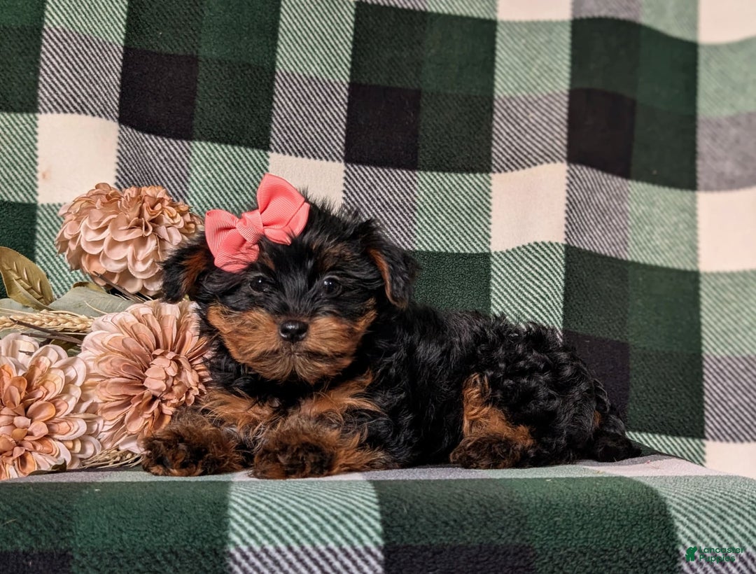 Shorkie dogs for sale: Camdyn Toy Size - Image 9