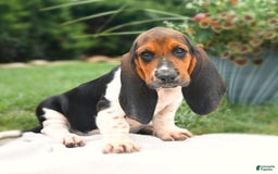 Basset Hound dogs for sale: Hamilton - Image 3